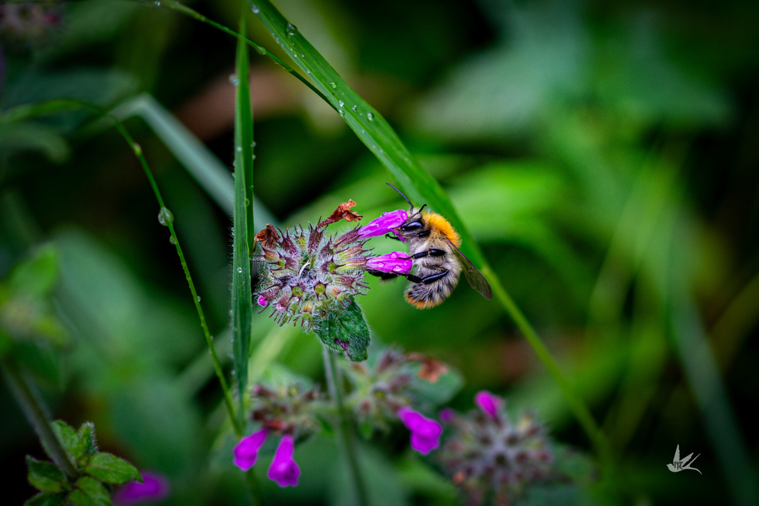_DSC1606-Verbessert-NR