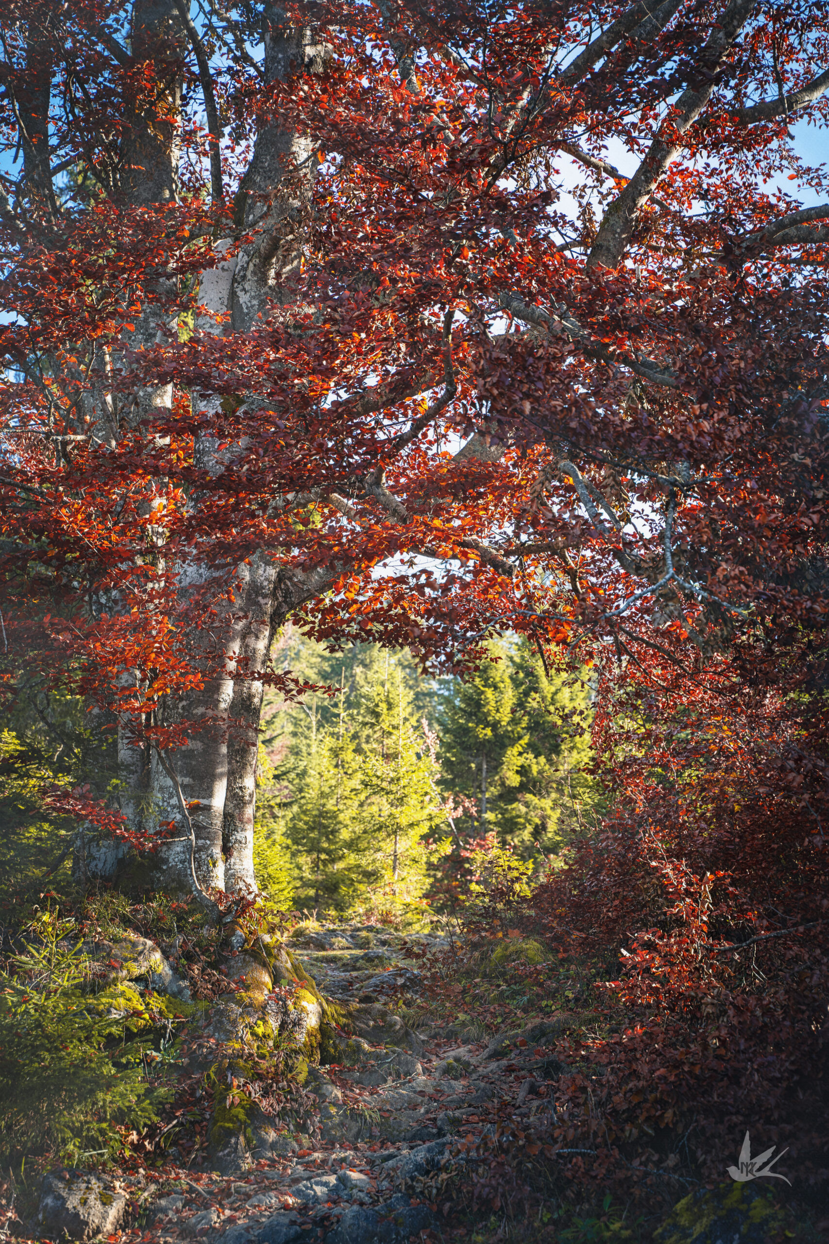 _DSC4693-Verbessert-NR
