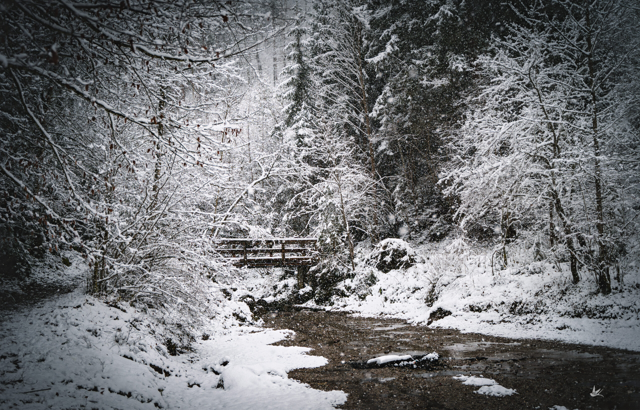 _DSC5650-Enhanced-NR1